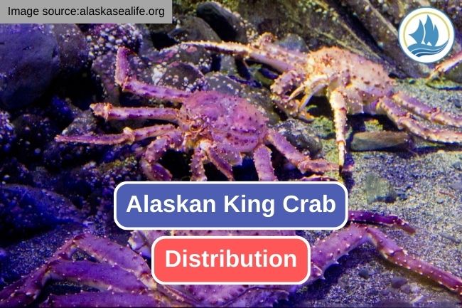 Exploring the Distribution of Alaskan King Crab